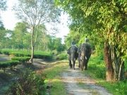 Amazing 8 Days 7 Nights Darjeeling, Kalimpong with Lataguri Trip Package ( 8 Days/ 7 Nights )