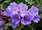 Neelakurinji Blossoms In  Kodaikanal
