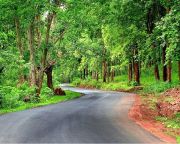 Drive Through Forest Of Bandipur