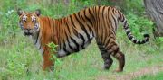 Bandipur Reserve National Parks And Wildlife Sanctuaries