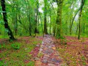 Meghalaya Sacred Grove Beauty