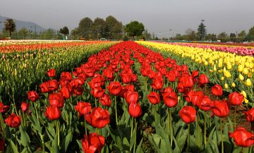 5 Days 4 Nights Srinagar to KASHMIR Trip Package