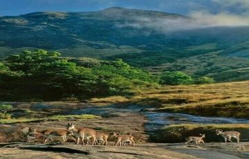 Family Getaway 7 Days 6 Nights Munnar, Thekkady, Alleppey and Kovalam Vacation Package