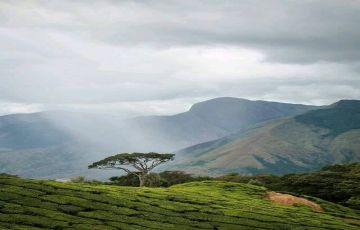 Family Getaway 7 Days 6 Nights Munnar, Thekkady, Alleppey and Kovalam Vacation Package