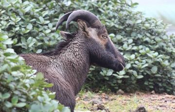 Family Getaway 7 Days 6 Nights Munnar, Thekkady, Alleppey and Kovalam Vacation Package