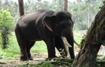 Family Getaway 7 Days 6 Nights Munnar, Thekkady, Alleppey and Kovalam Vacation Package