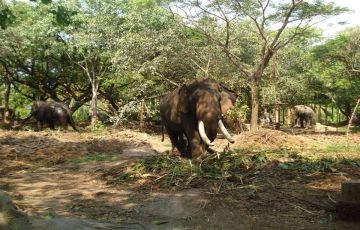 Family Getaway 7 Days 6 Nights Munnar, Thekkady, Alleppey and Kovalam Vacation Package