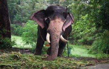 Family Getaway 7 Days 6 Nights Munnar, Thekkady, Alleppey and Kovalam Vacation Package