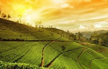 Family Getaway 7 Days 6 Nights Munnar, Thekkady, Alleppey and Kovalam Vacation Package