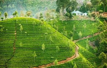 Family Getaway 7 Days 6 Nights Munnar, Thekkady, Alleppey and Kovalam Vacation Package