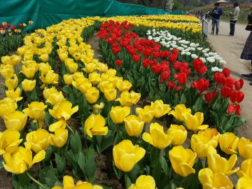 5 Days 4 Nights Kashmir Tulip Package by Kashmir Travelport   2023 Tulip Festival