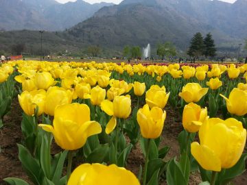 5 Days 4 Nights Kashmir Tulip Package by Kashmir Travelport   2023 Tulip Festival