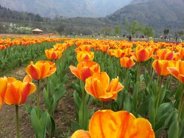 5 Days 4 Nights Kashmir Tulip Package by Kashmir Travelport   2023 Tulip Festival