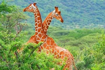 6 Days 5 Nights Nairobi, Amboseli, Nakuru and Maasai Mara Wildlife Vacation Package