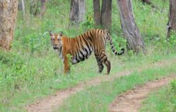 Beautiful 2 Days Bengaluru to Bandipur Offbeat Vacation Package