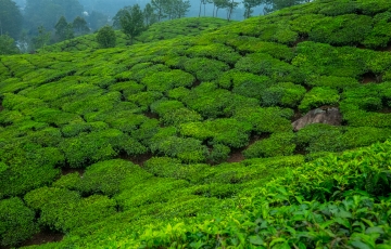 Heart-warming 7 Days 6 Nights Thekkady Trip Package