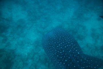 Amazing 6 Days Maamigili Island Holiday Package