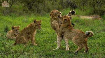 10 Days 9 Nights Lake Manyara, Ngorongoro, Olduvai Gorge and Makarot Hill Vacation Package