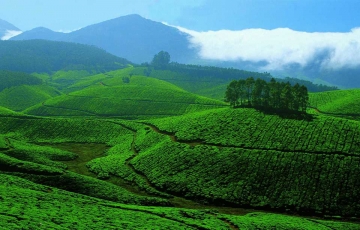 Ecstatic 8 Days 7 Nights Cochin, Munnar, Thekkady and Alleppey Hill Stations Trip Package