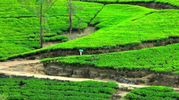 5 Days 4 Nights Munnar, Thekkady and Alleppey Beach Holiday Package