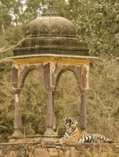 Amazing 3 Days Jaipur to Ranthambhore Fort Historical Places Tour Package