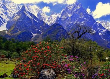 8 Days 7 Nights Darjeeling, Gangtok and Yumthang Romance Tour Package