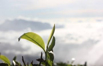 Beautiful 6 Days 5 Nights Munnar Nature Vacation Package