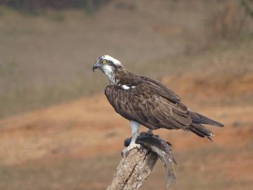 Ecstatic 9 Days 8 Nights Trivandrum Trip Package