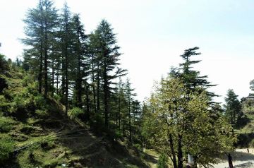 Heart-warming 2 Days Dehradun to Nagtibba Top Nature Trip Package