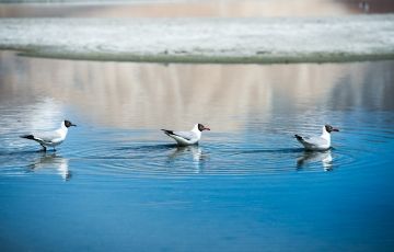 Best Leh Romantic Tour Package for 5 Days 4 Nights