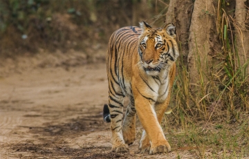 Family Getaway Jim Corbett With Safari Tour Package for 3 Days 2 Nights