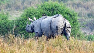 Ecstatic 3 Days Kaziranga National Park Nature Holiday Package