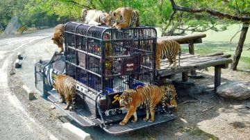 Beautiful 5 Days 4 Nights Bangkok with Pattaya City Holiday Package