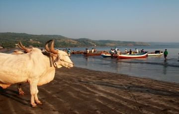 Konkan tour – Dapoli, Murud Harnai, Kelshi and Anjarle