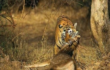 2 Days 1 Night Delhi to Delhi-Corbett Holiday Package