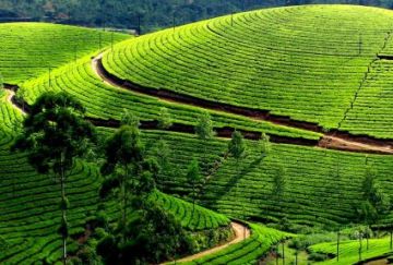 Best 7 Days Munnar Family Holiday Package