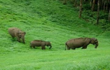 cochin, thekkady and alieppy Tour Package for 4 Days 3 Nights from New Delhi