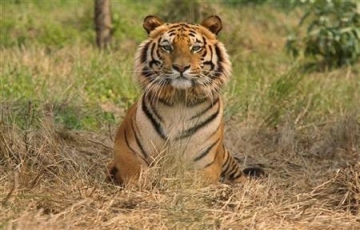 Family Getaway Delhi-Corbett Tour Package for 2 Days