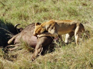 Amazing 4 Days Arusha to Serengeti Trip Package