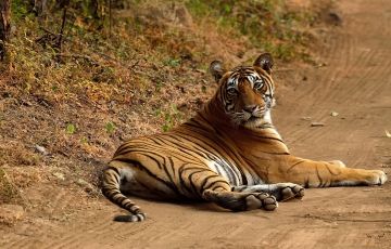 Tour Package for 3 Days 2 Nights from Corbett
