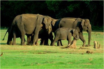 4 Days 3 Nights Munnar and Thekkady Waterfall Trip Package