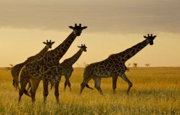 11 Days Experience kenya Road Safari