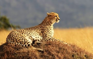 Beautiful 7 Days 6 Nights Nairobi County, Samburu, Nakuru County with Masai Village Tour Package
