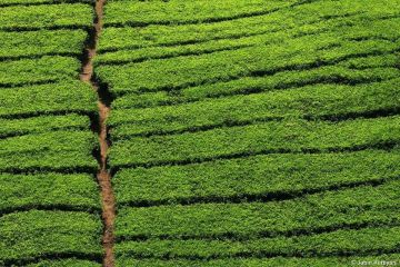 7 Days 6 Nights Munnar, Thekkady with Allepey Trip Package