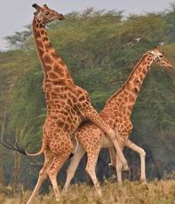 Amazing 4 Days Arusha to Serengeti Trip Package