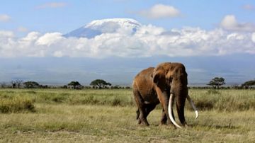 6 Days 5 Nights Nairobi, Amboseli, Nakuru and Maasai Mara Wildlife Vacation Package