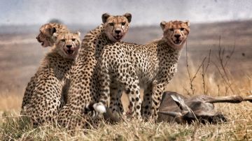 Amazing 10 Days Zanzibar City Family Holiday Package