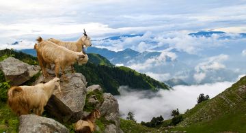 Solang Luxury Tour Package for 5 Days from Delhi