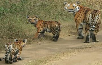 central india  Tigers tours