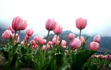 Pleasurable 5 Days 4 Nights Sonamarg Trip Package